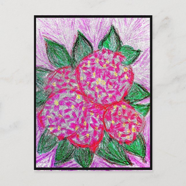 Hydrangea macrophylla postcard (Front)