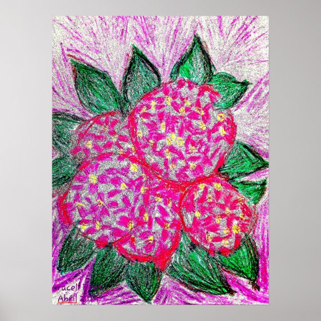 Hydrangea macrophylla poster (Front)