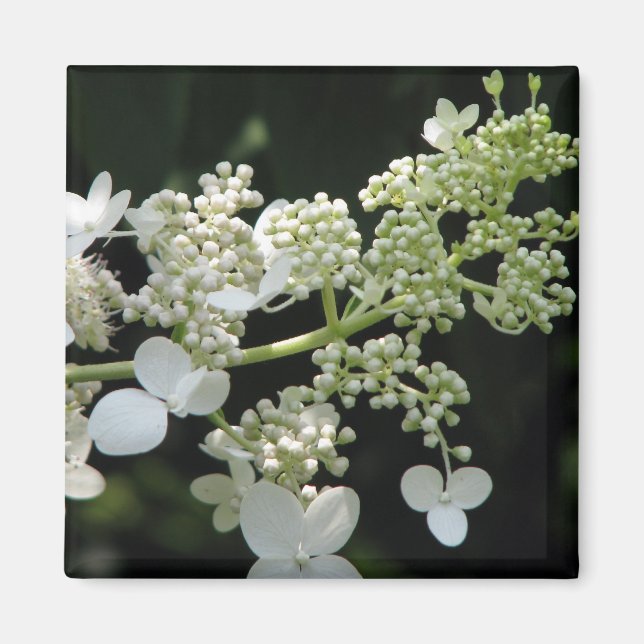 Hydrangea Magnet (Front)