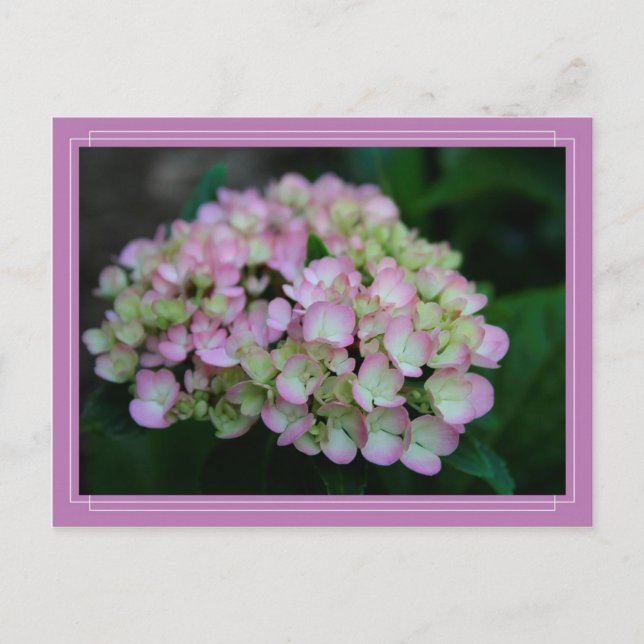 Hydrangea Nigra Postcard (Front)