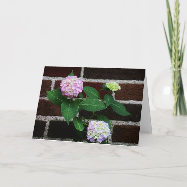hydrangea on brick card (Front)