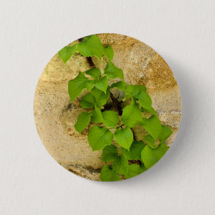 Hydrangea petiolaris Badge