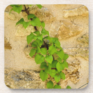 Hydrangea petiolaris coaster