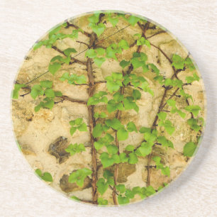 Hydrangea petiolaris coaster