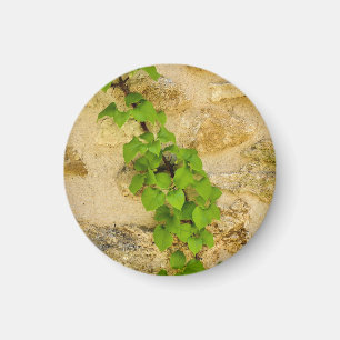 Hydrangea petiolaris magnet