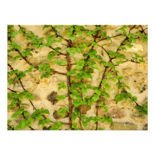 Hydrangea petiolaris photo print