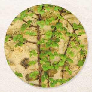 Hydrangea petiolaris round paper coaster