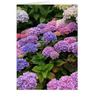 Hydrangea Photograph