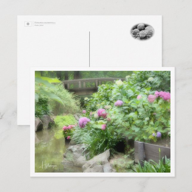 Hydrangea Postcard (Front/Back)