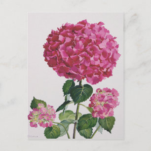 Hydrangea Postcard
