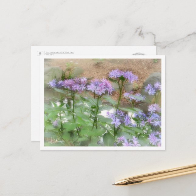 Hydrangea Postcard (Front/Back In Situ)