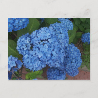 Hydrangea Postcard