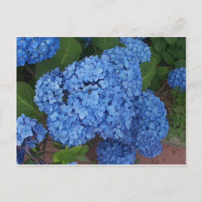 Hydrangea Postcard (Front)
