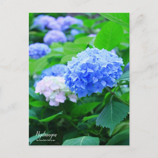 Hydrangea ：Postcard Postcard (Front)