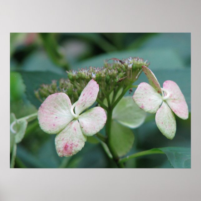 Hydrangea Poster (Front)