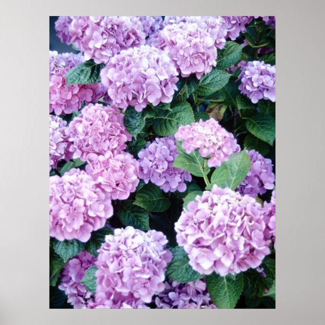 Hydrangea Poster (Front)