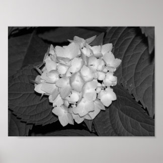 Hydrangea Poster