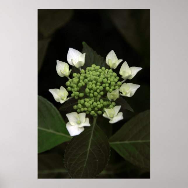 Hydrangea Poster (Front)