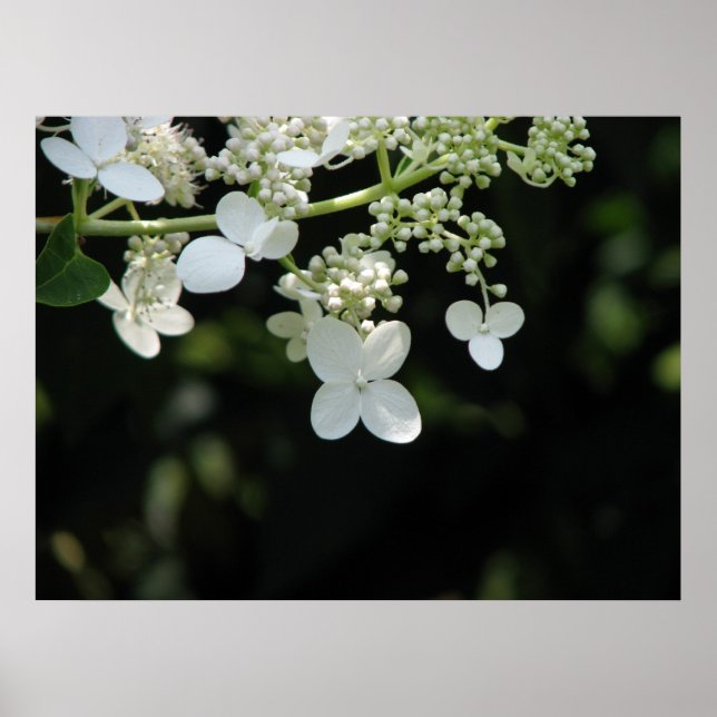 Hydrangea Poster (Front)