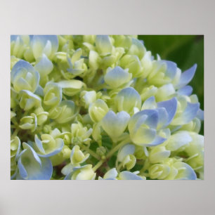 Hydrangea Print