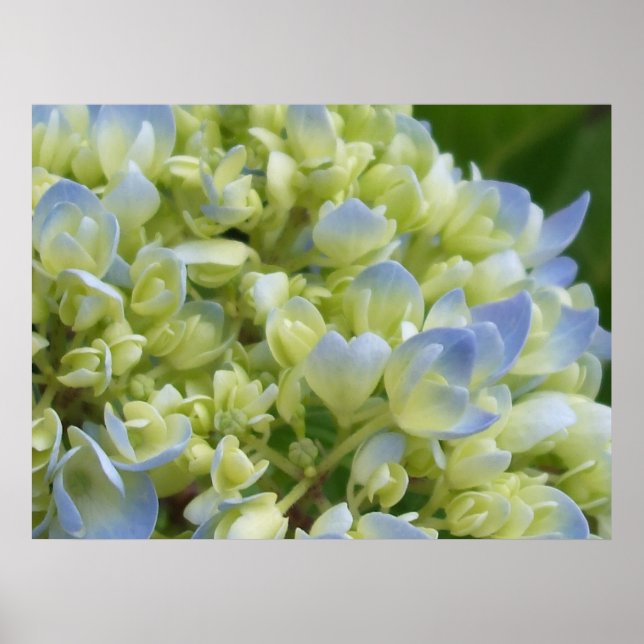 Hydrangea Print (Front)
