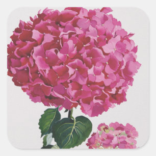 Hydrangea Square Sticker