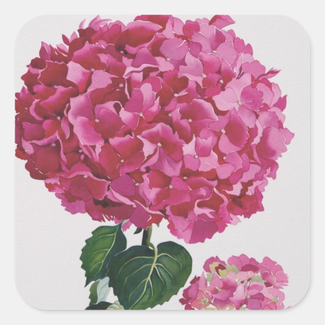 Hydrangea Square Sticker (Front)