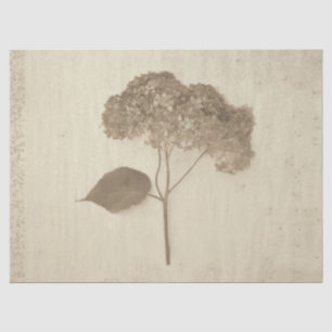 Hydrangea Vintage Antique Sepia Rustic Floral Tissue Paper