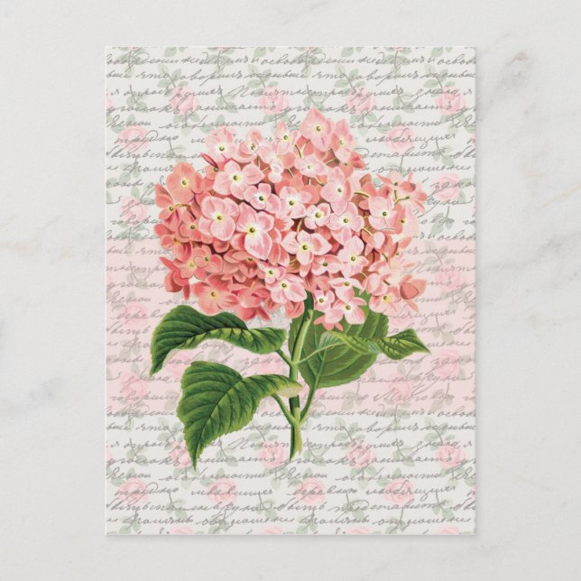 Hydrangea Vintage Dream Postcard (Front)