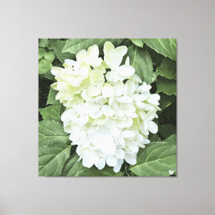 Hydrangea - White - Canvas Print