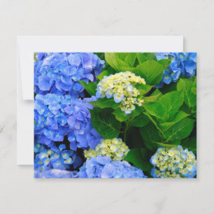 Hydrangeas