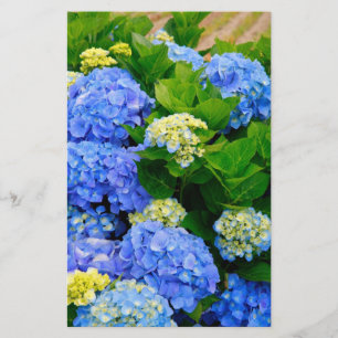 Hydrangeas