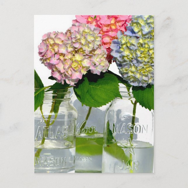Hydrangeas and Mason jar Postcard (Front)