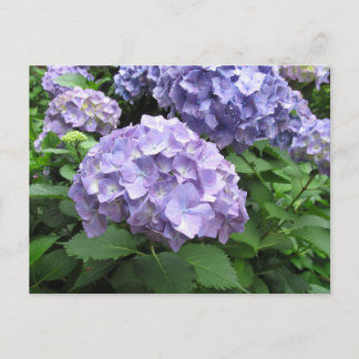 Hydrangeas at Trebah Gardens, Cornwall Postcard