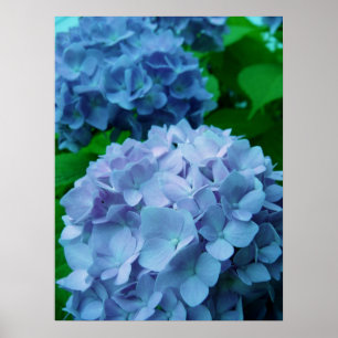 Hydrangeas {Blue} Poster