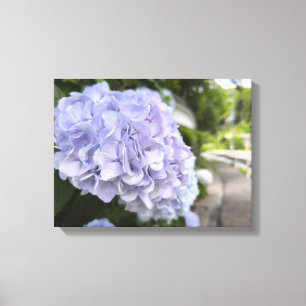 Hydrangeas by the Roadside – Nature Photography Canvas Print