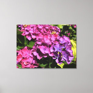 Hydrangeas Canvas Print