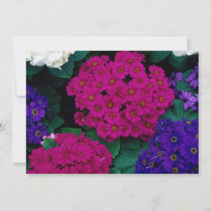 HYDRANGEAS DARK PINK PURPLES FLOWERS BEAUTY NATURE