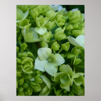 Hydrangeas in Green Poster