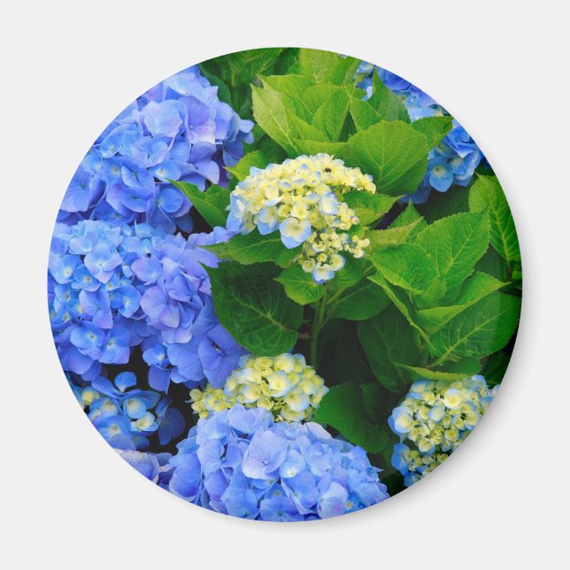 Hydrangeas Magnet (Front)