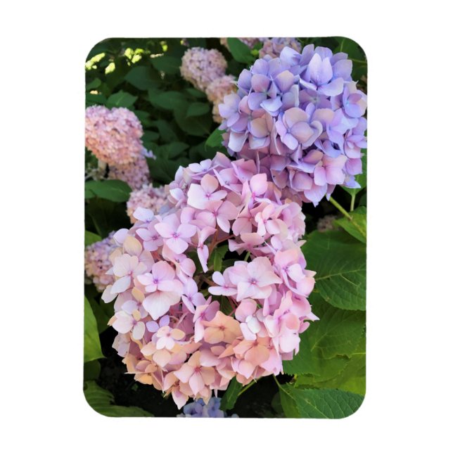 Hydrangeas Magnet (Vertical)