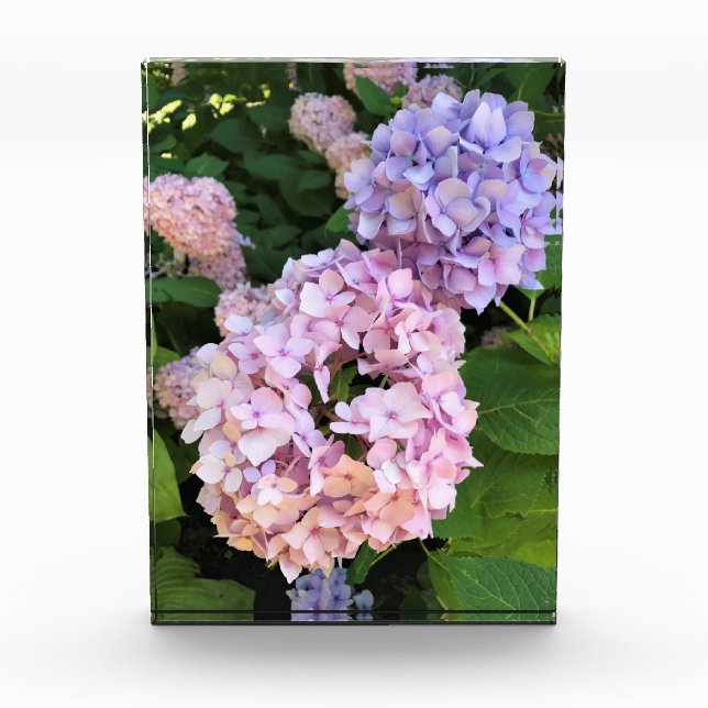 Hydrangeas Photo Block (Front)