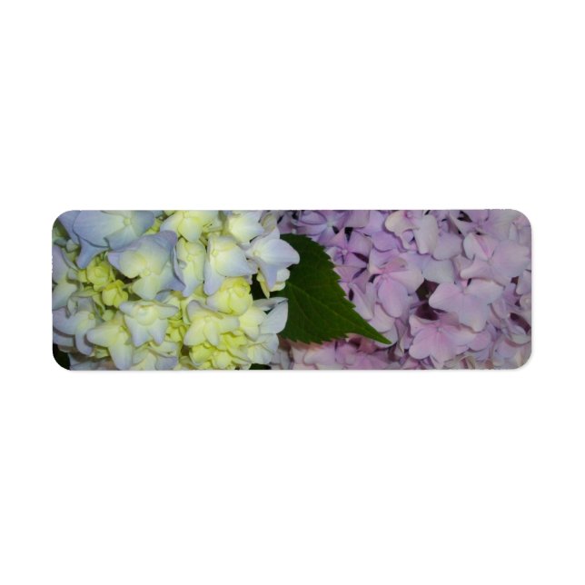 Hydrangeas pink purple blue (Front)