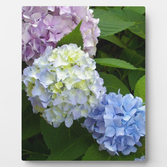 Hydrangeas Plaque (Front)
