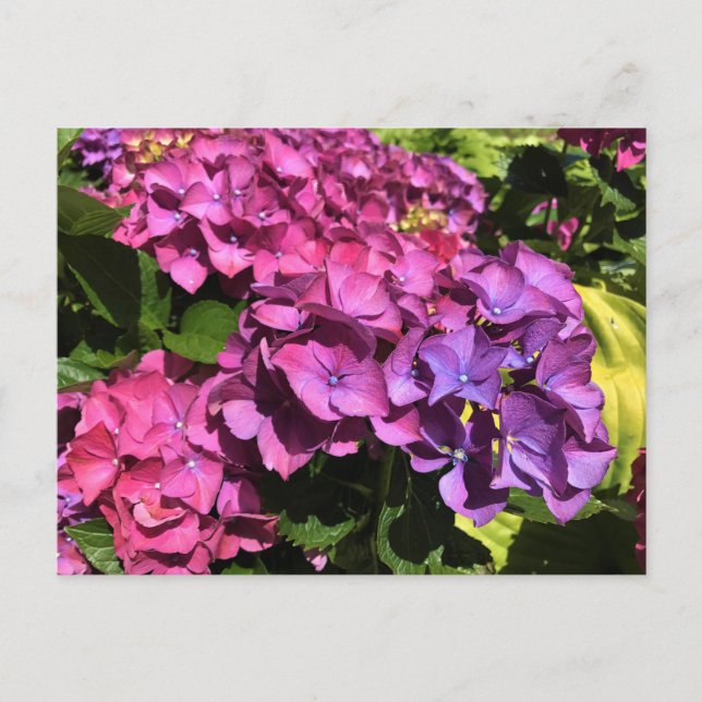 Hydrangeas Postcard (Front)