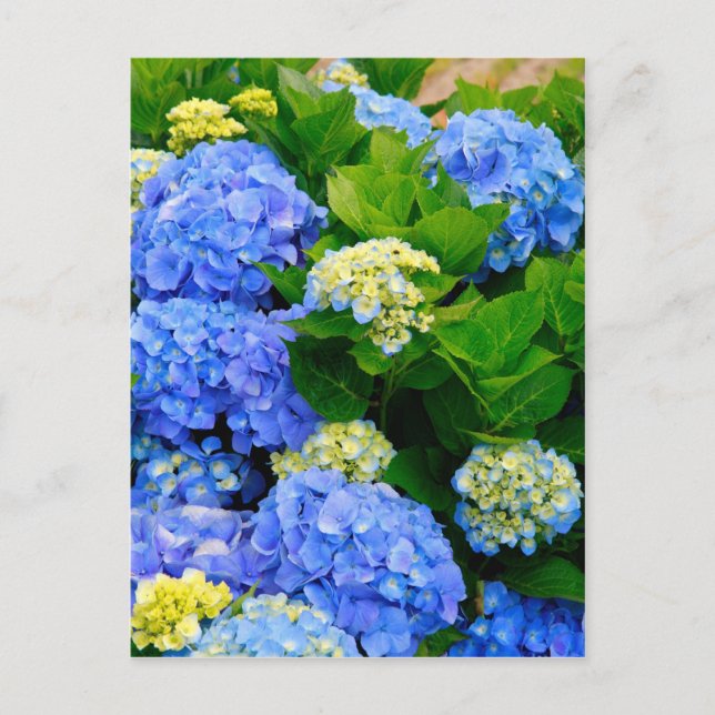 Hydrangeas Postcard (Front)