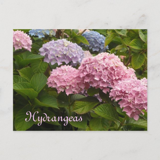 Hydrangeas Postcard (Front)