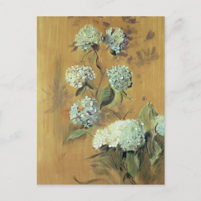 Hydrangeas Postcard (Front)