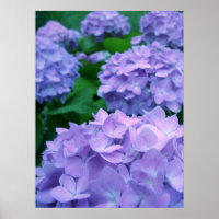 Hydrangeas {Purple} | Poster