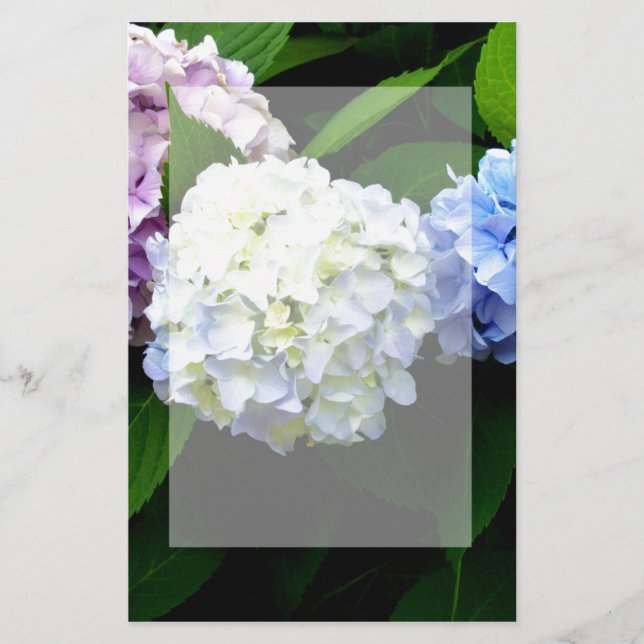 Hydrangeas Stationery (Front)
